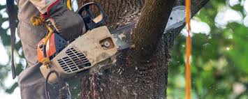 Best Tree Cabling and Bracing  in Spring Mount, PA