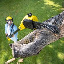 Best Tree Maintenance Programs  in Spring Mount, PA