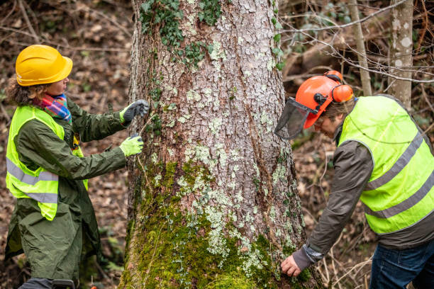  Spring Mount, PA Tree Services Pros