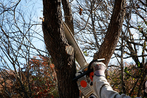 Best Lot and Land Clearing  in Spring Mount, PA